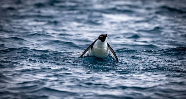 L'expédition de Shackleton aux Malouines, en Géorgie du Sud et en Antarctique - Ocean Endeavour - Intrepid Travel 7