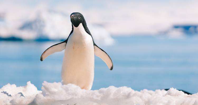 Le meilleur de l'Antarctique : Découverte des baleines - Intrepid Travel 5
