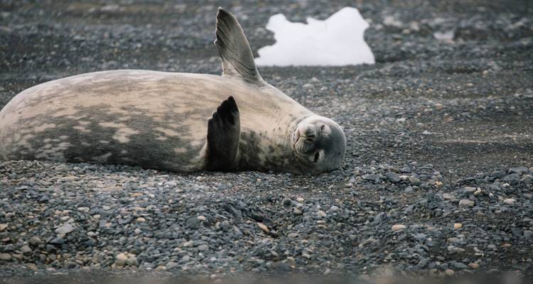 Le meilleur de l'Antarctique : Découverte des baleines - Intrepid Travel 2
