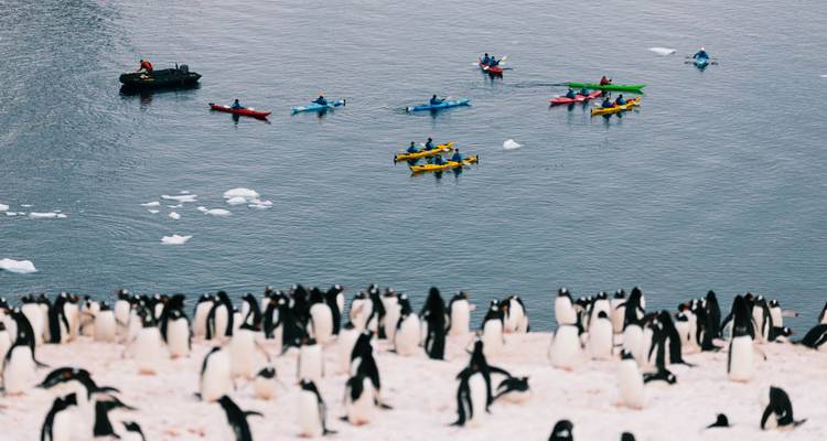 Le meilleur de l'Antarctique : Découverte des baleines - Intrepid Travel 3