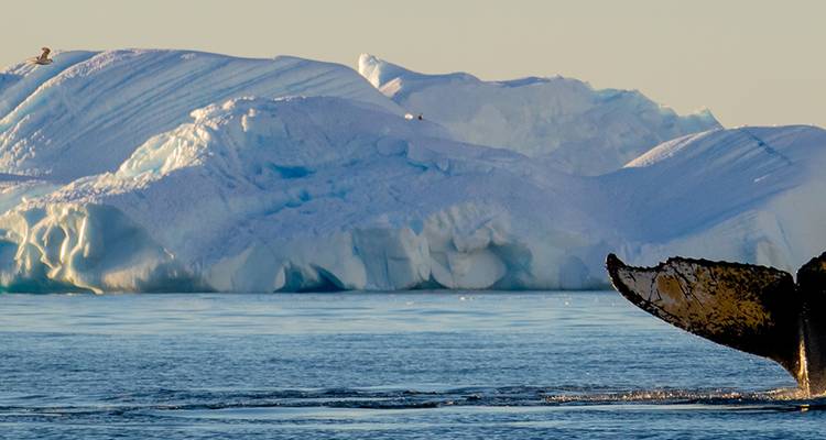 Le meilleur de l'Antarctique : Découverte des baleines - Intrepid Travel 6
