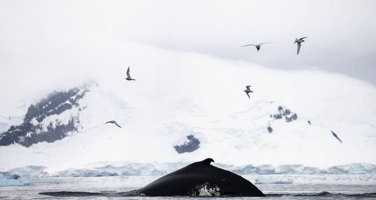 Le meilleur de l'Antarctique : Découverte des baleines - Intrepid Travel 7