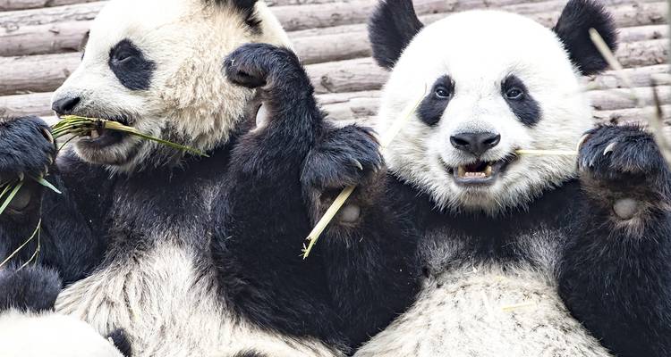 China esencial desde Hong Kong - 26 días - On The Go Tours 2