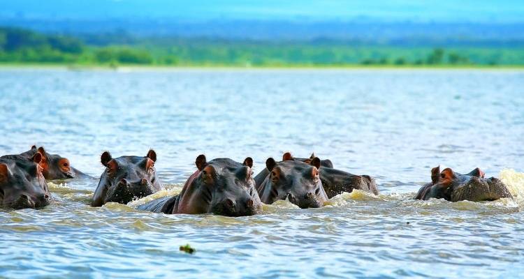 The Ultimate 8-Day Masai Mara Migration Safari: Explore Kenya's Top Destinations with Guarantee price. - Africa Natural Tours 3