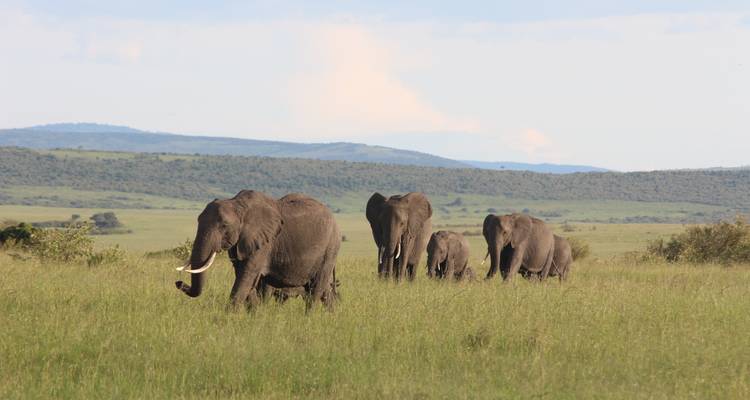 The Ultimate 8-Day Masai Mara Migration Safari: Explore Kenya's Top Destinations with Guarantee price. - Africa Natural Tours 8