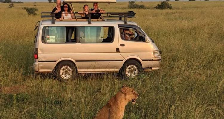 A safari vehicle with tourists viewing a lion in the grasslands.