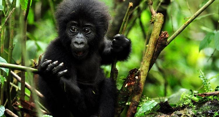 Viaje de 6 días a Uganda para ver la fauna y los gorilas - Ovacado Adventures 1