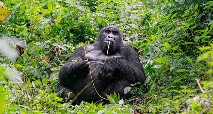 Viaje de 6 días a Uganda para ver la fauna y los gorilas - Ovacado Adventures 3