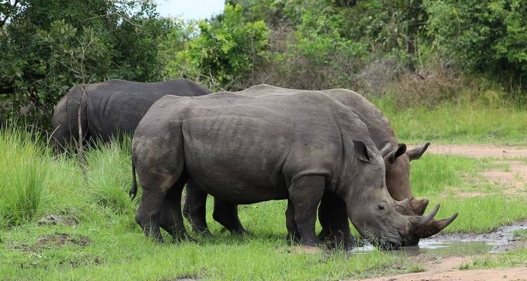 Viaje de 6 días a Uganda para ver la fauna y los gorilas - Ovacado Adventures 6