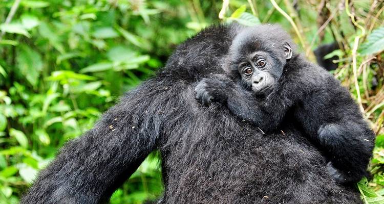 Viaje de 6 días a Uganda para ver la fauna y los gorilas - Ovacado Adventures 7