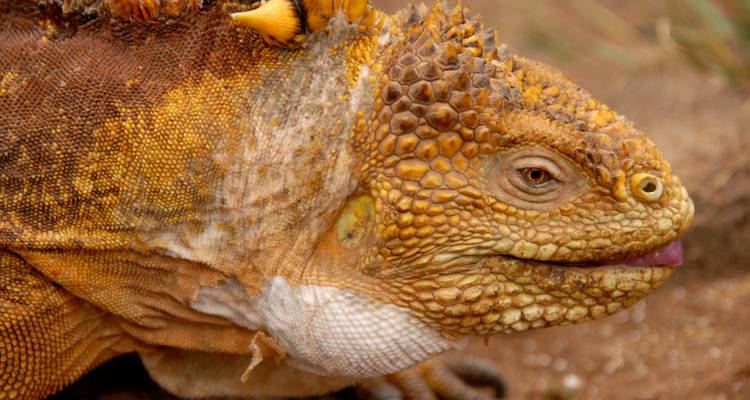 Descubrir las Encantadoras Islas Galápagos - Ecuador Wonders 2