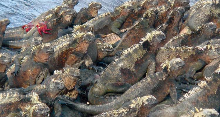 Descubrir las Encantadoras Islas Galápagos - Ecuador Wonders 3