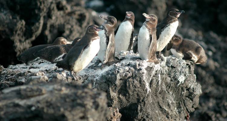Descubrir las Encantadoras Islas Galápagos - Ecuador Wonders 4
