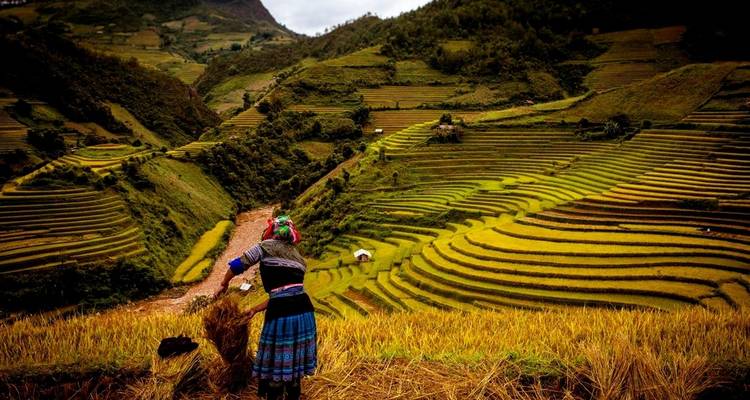 Traditionele boeren die werken in terrasvormige rijstvelden in Vietnam.