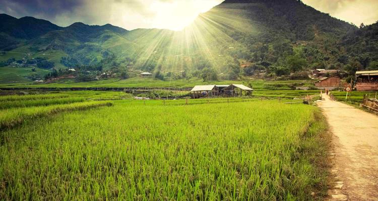 Een door de zon beschenen rijstveld met een bergachtige achtergrond in Vietnam.