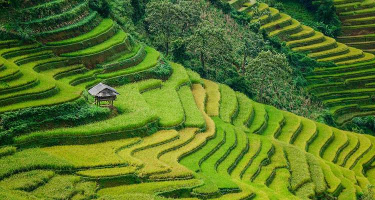 Terrasvormige rijstvelden met een enkele hut in Sapa, Vietnam.