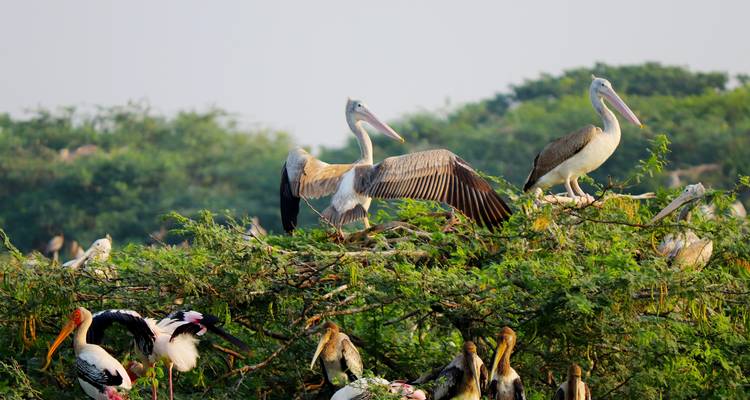 Safari de migration des gnous du Masai Mara en 9 jours : Explorez les parcs les plus emblématiques du Kenya à un prix abordable. - Africa Natural Tours 6