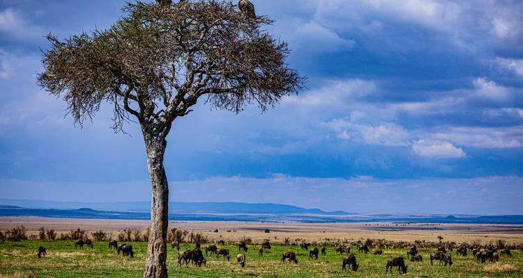 Safari de migration des gnous du Masai Mara en 9 jours : Explorez les parcs les plus emblématiques du Kenya à un prix abordable. - Africa Natural Tours 7