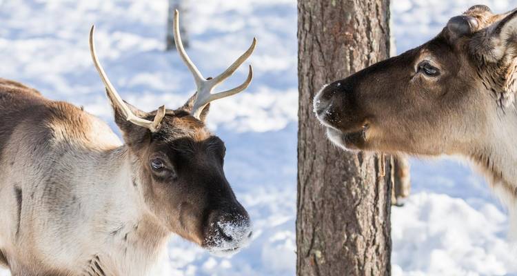 Winter in Sweden: Icebreaker and Northern Lights Hunt - V.O.S – Vision of Scandinavia 3
