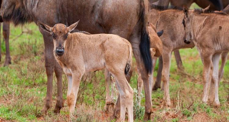 Eine Gruppe von Gnu-Kälbern und erwachsenen Tieren beim Grasen.