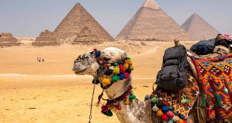 Kamel mit bunten Verzierungen vor den Pyramiden.