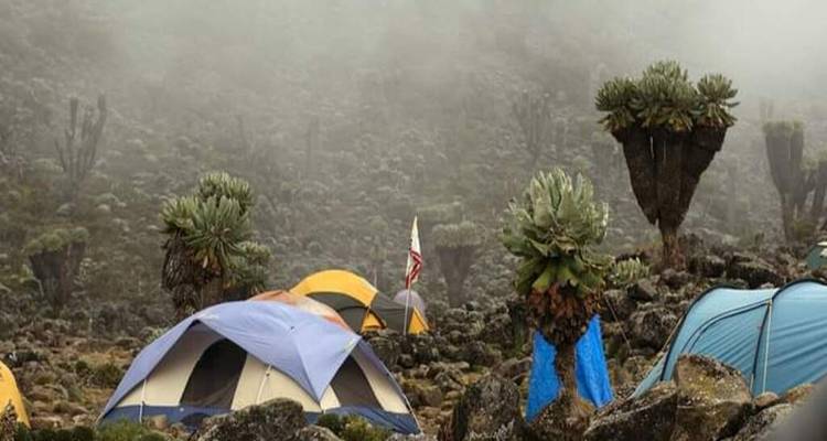 KILIMANJARO CLIMBING NORTHERN CIRCUIT 11 DAYS - Johnadventures 6