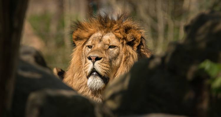 Witness the Spectacle of the Serengeti: Explore the best 7-Day Wildebeest Migration Safari. - Africa Natural Tours 2