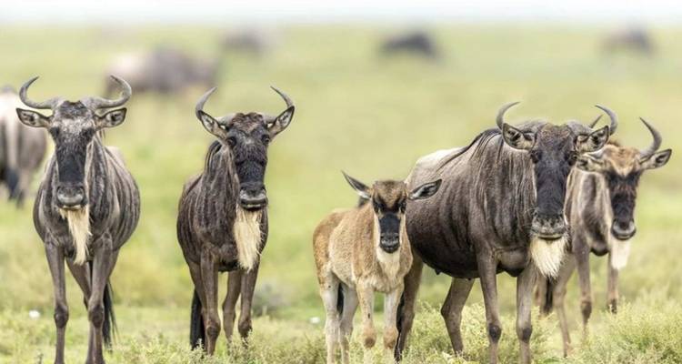 Wildebeest standing in the grasslands, staring forward.