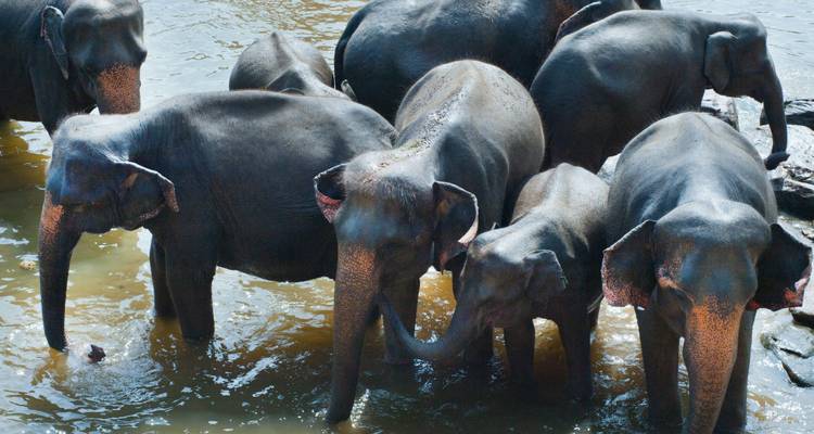 Kabini, Nagarhole et Bandipur Wildlife SafariTour tout compris - Real viaggi india  2