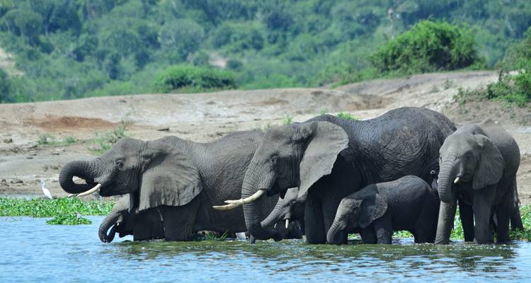 Kabini, Nagarhole et Bandipur Wildlife SafariTour tout compris - Real viaggi india  4