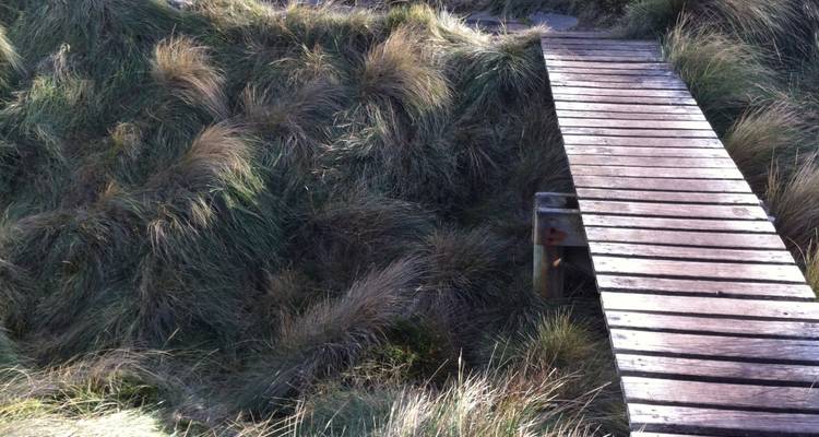 Wooden footbridge over tall grass, no visible landmarks.