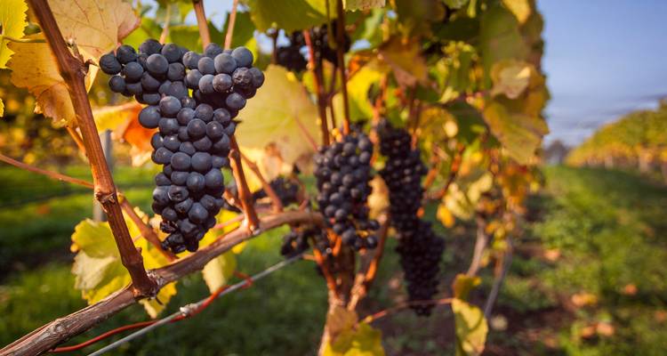 Close-up of grapevines with ripe grapes ready for harvest.