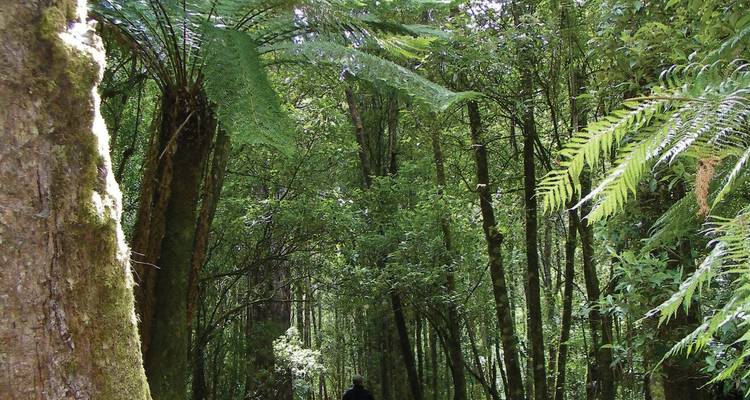 Person walking through a lush green forest with tall trees.