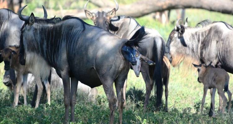 Groep gnoes die staan en grazen in de graslanden.