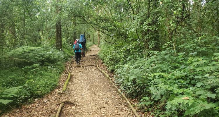 Wanderer, die auf einem Waldweg gehen.