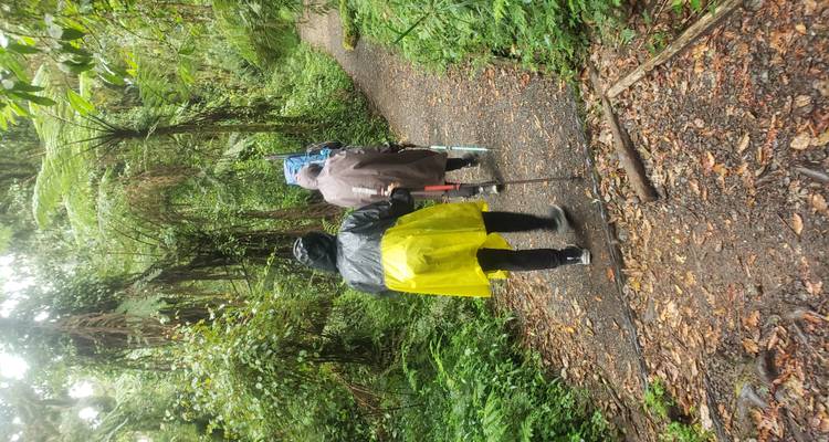 Wanderer mit Regenjacken, die auf einem Waldweg gehen.