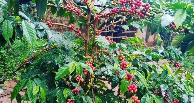 Kaffeepflanze mit reifen Beeren umgeben von Grün.