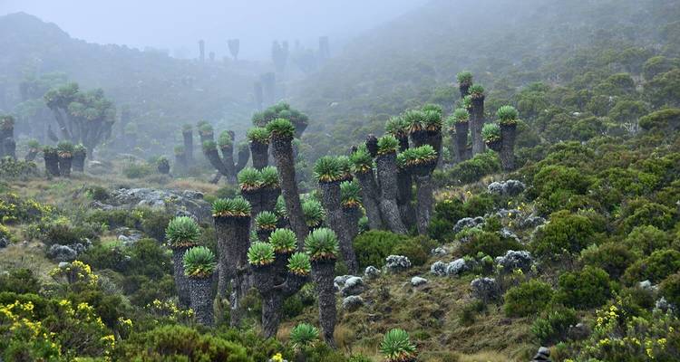 Vive el Desafío: 3 días de Escalada al Kilimanjaro por la Ruta Marangu - Africa Natural Tours 4