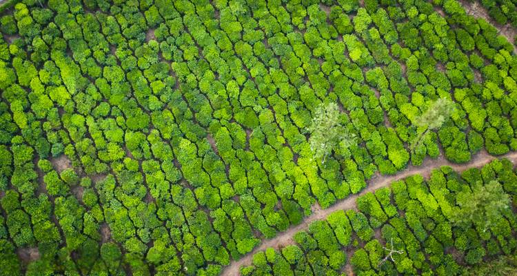 Una vista aérea de una plantación verde y exuberante con hileras de cultivos uniformemente espaciadas.