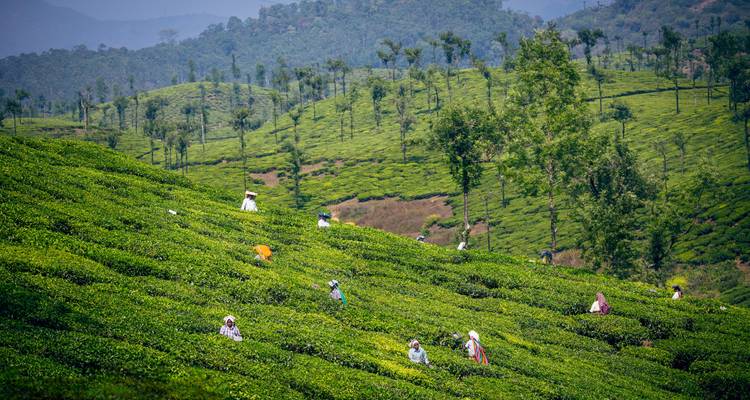 Personas trabajando en una plantación de té con exuberantes colinas verdes al fondo.