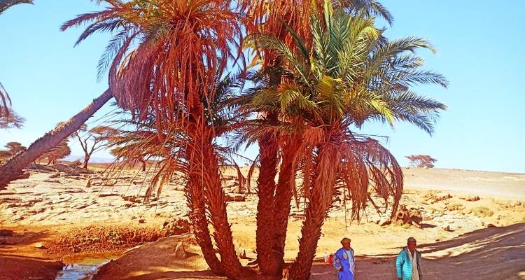 9 Days The Southern Oasis, Kasbahs & Desert Morocco Cultural Tour from Marrakech - Morocco Social Impact Travels 7