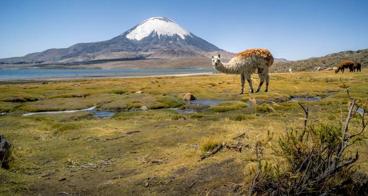 Lo mejor de Chile de Atacama a la Patagonia - grupos pequeños, base, 11 días, Intra circuito Atacama a Santiago - Insight Vacations 3