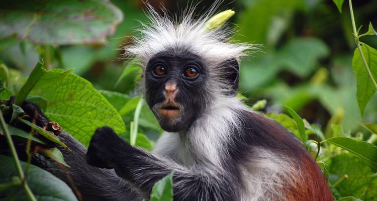 Zanzibar Beach Holidays - Spirit of Kilimanjaro 6