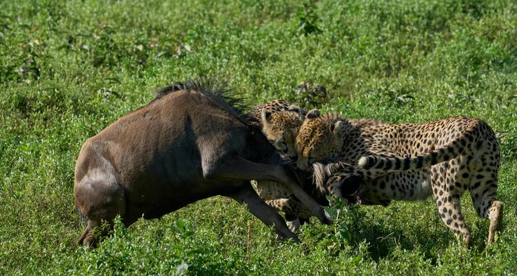 Majestic Serengeti Wildebeest Migration on a 10-Day Safari. - Africa Natural Tours 6