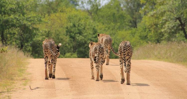 Aventure familiale au Kruger, aux chutes Victoria et à Chobe 7jours/6nuits - Across Africa Tours & Travel 1