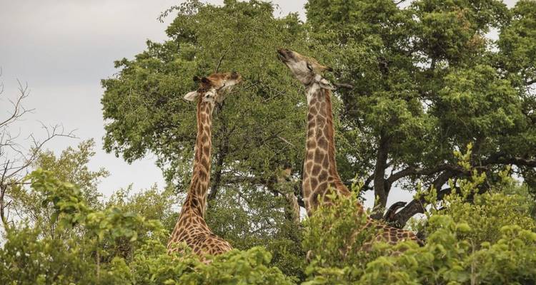 Aventure familiale au Kruger, aux chutes Victoria et à Chobe 7jours/6nuits - Across Africa Tours & Travel 2