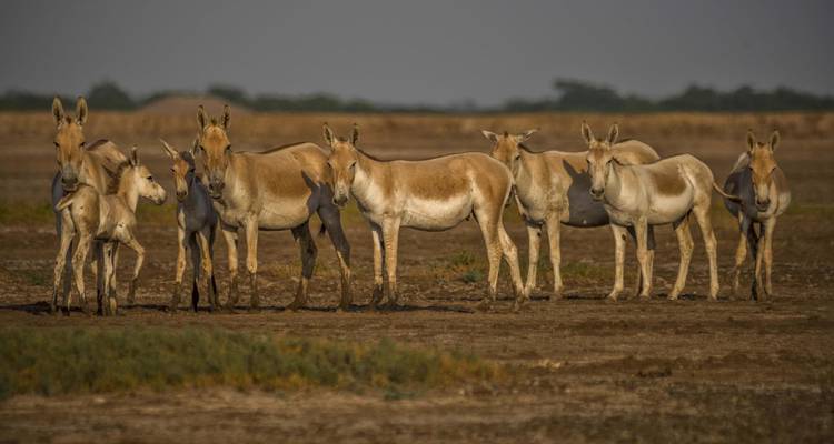 Groupe d'ânes sauvages debout sur un paysage aride.