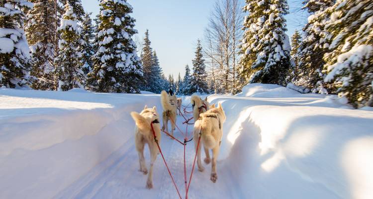 Husky-Schlittenhundeteam läuft durch verschneiten Waldpfad.