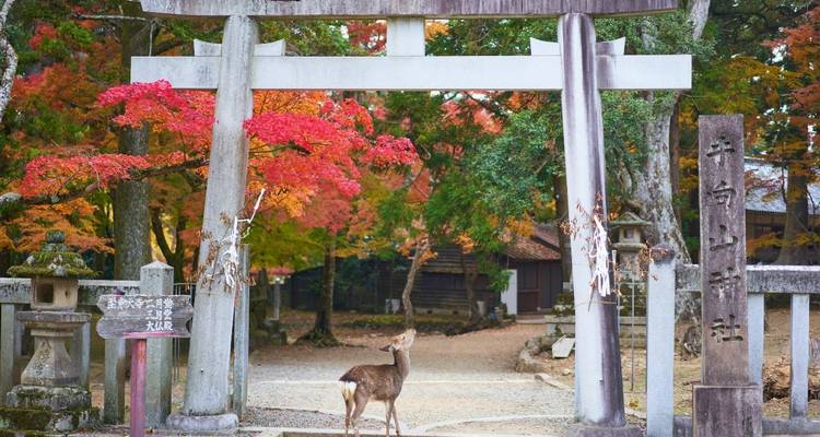 9-Day Japan Classic: Tokyo, Mt. Fuji, Kyoto - Intertrips 9