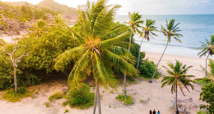 Tropical beach scene with palm trees and the ocean.